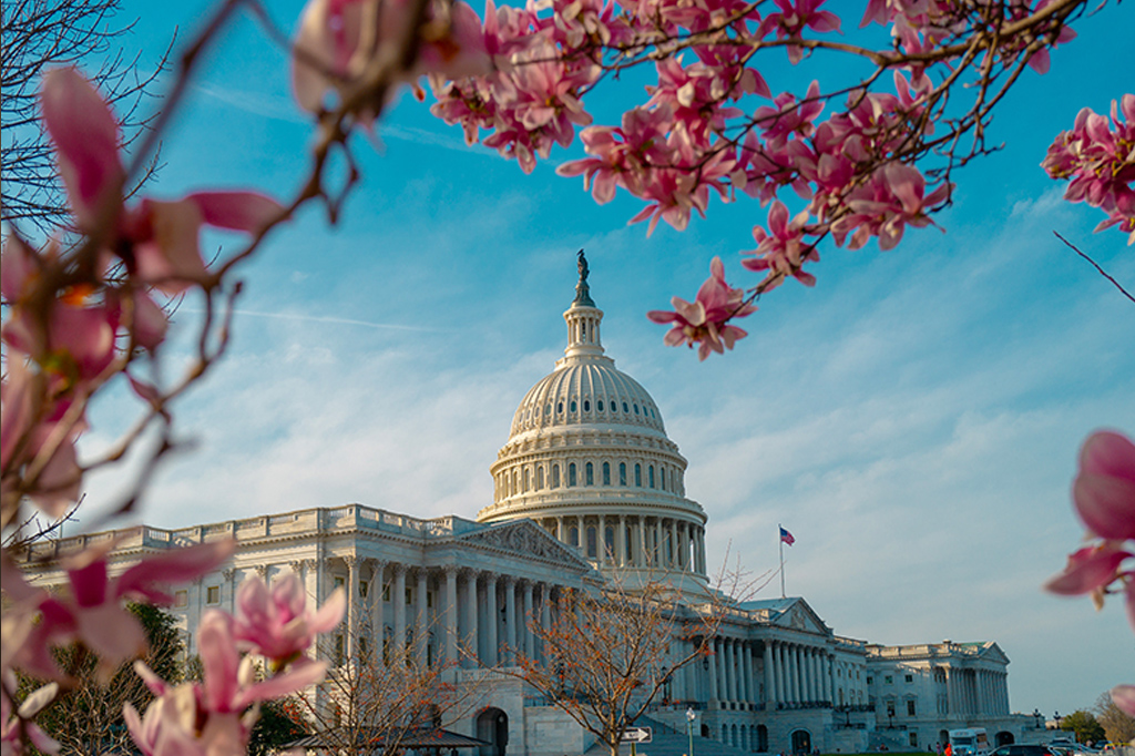 U.S. Capitol dome seen through pink blooming magnolia branches against a clear blue sky.